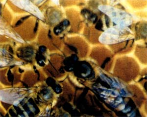...отечественные продукты пчеловодства успешно конкурируют с импортной продукцией....